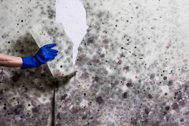 Best Kitchen Mold Remediation in Cold Spring, KY